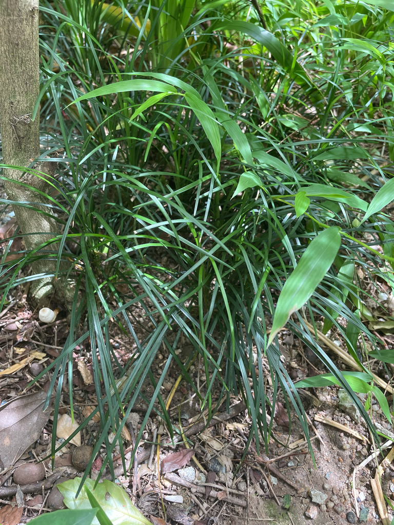 Ophiopogon stenophyllus (Ophiopogon stenophyllus)