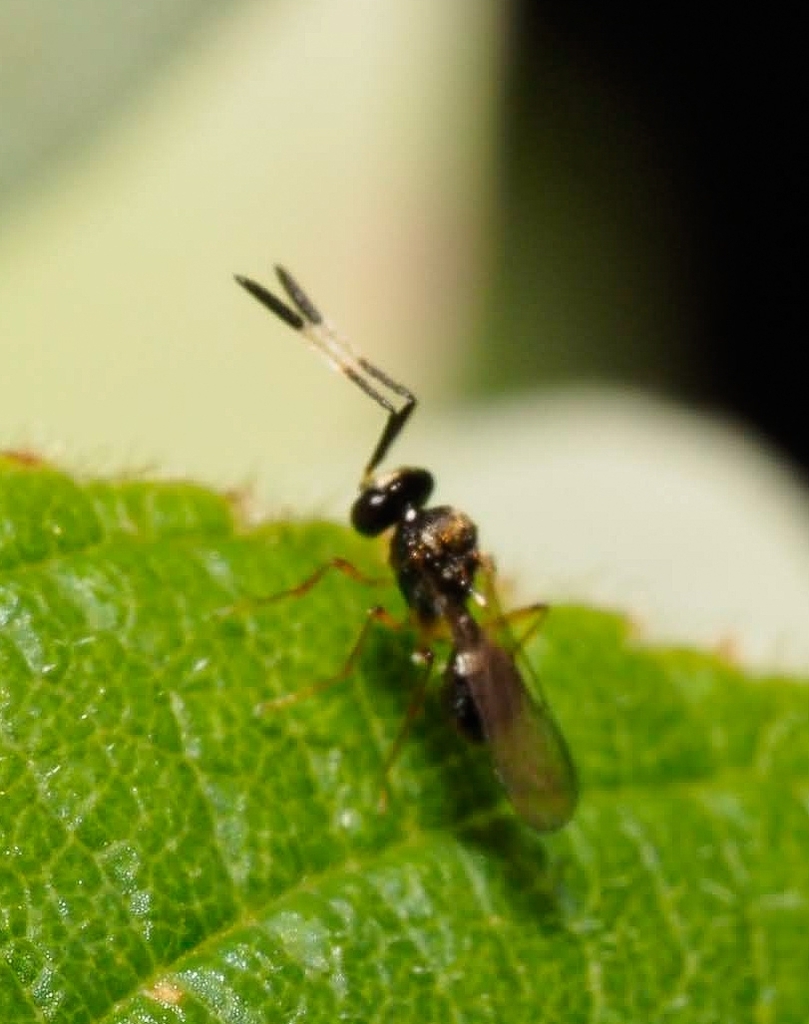 Gryonoides glabriceps