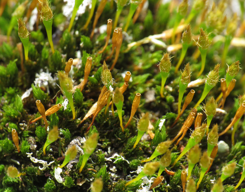 Image of Ulota hutchinsiae by (c) Nick Block, some rights reserved (CC BY)