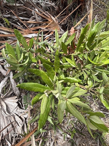Quercus pumila, photograph 5