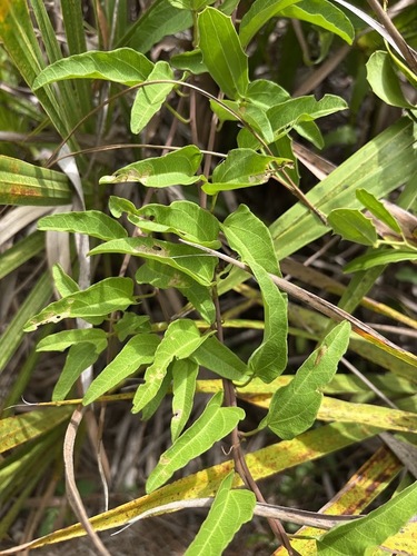 Ipomoea microdactyla