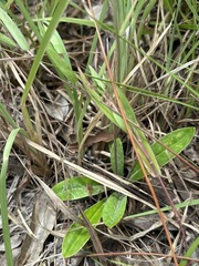 Chaptalia albicans