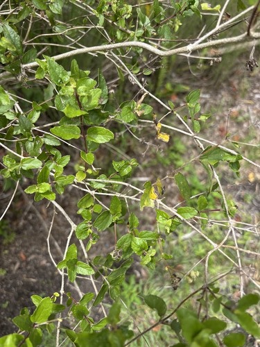 Koanophyllon villosum, photograph 2