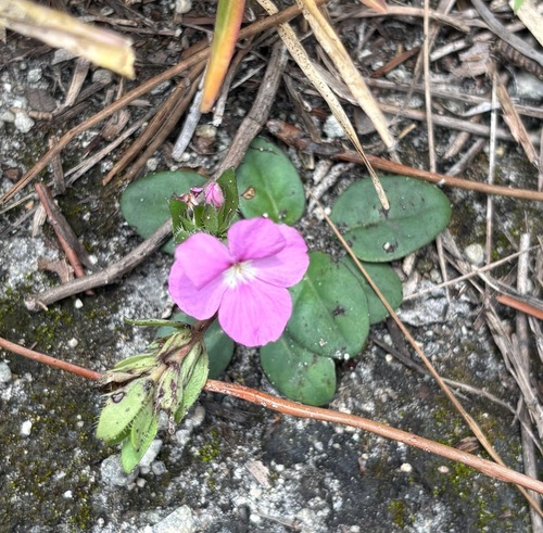 Stenandrium dulce, photograph 6