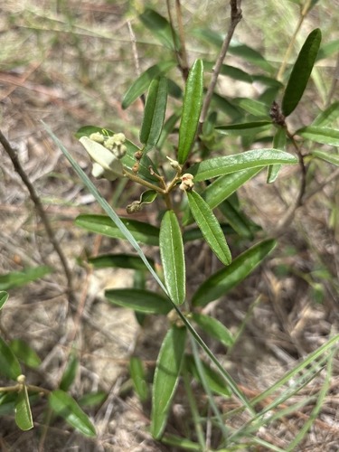 Croton linearis, photograph 3