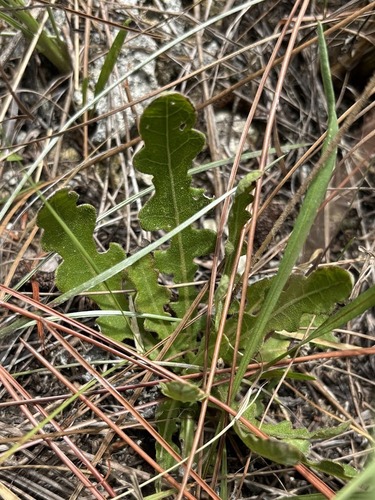 Berlandiera subacaulis, photograph 6