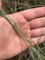 Schizachyrium sanguineum