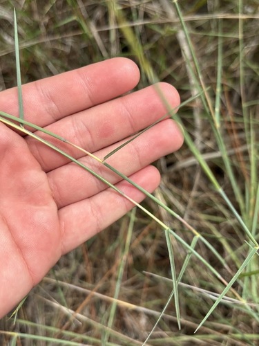 Schizachyrium sanguineum, photograph 2