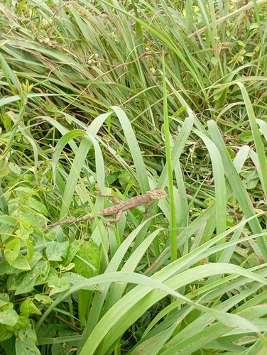 Thai Garden Lizard