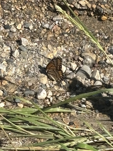 Viceroy