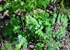 Pimpinella major