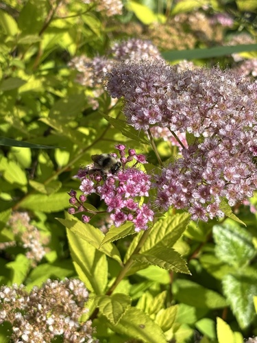 Great Basin Bumble Bee