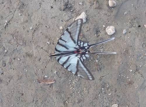Mexican Kite Swallowtail (Eurytides epidaus)
