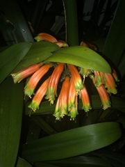 Clivia gardenii