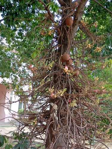 Cannonball Tree