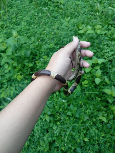 Blanford's Bridle Snake