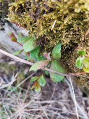 Salix aurita