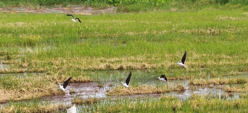 Black-winged Stilt