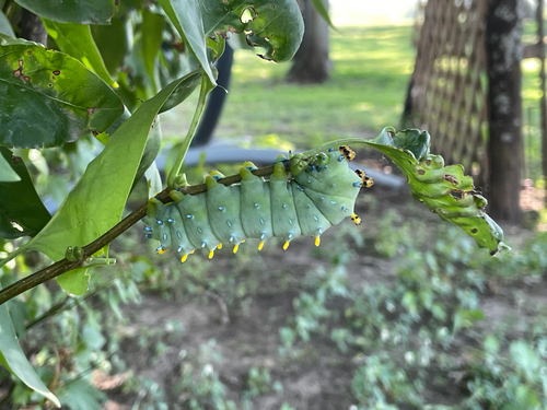 Cecropia Moth
