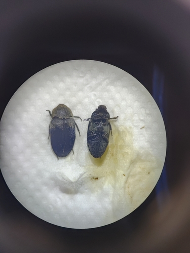 Dermestes dimidiatus