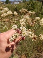 Hymenopappus carrizoanus