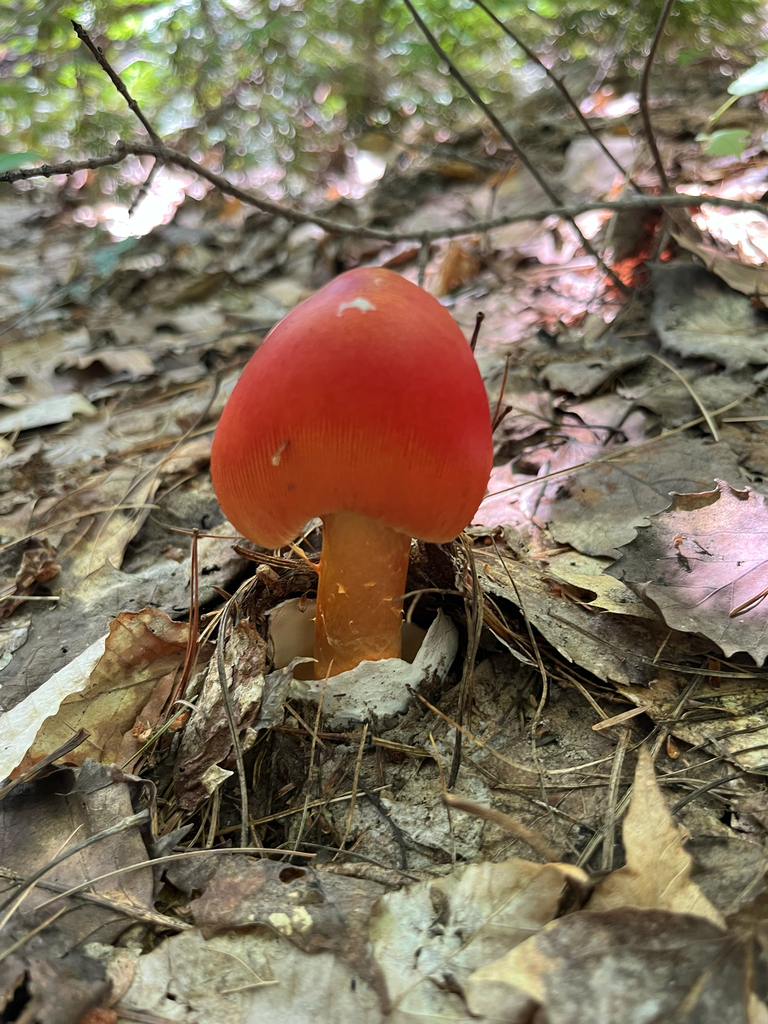Jackson's slender Caesar · July 2026 · photo: Photo: no rights reserved · iNaturalist