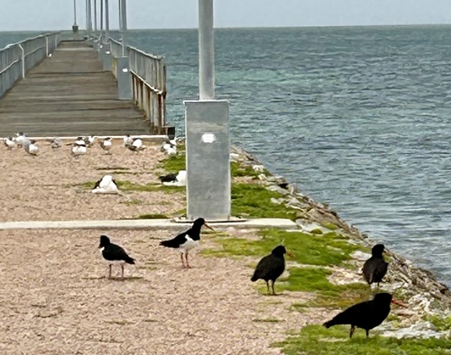 Sooty Oystercatcher