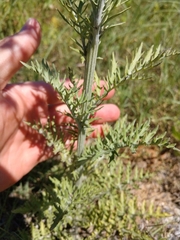 Hymenopappus carrizoanus