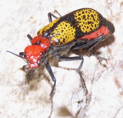 Tegrodera aloga