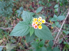 Lantana camara