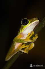 Agalychnis lemur