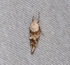 Mompha rufocristatella