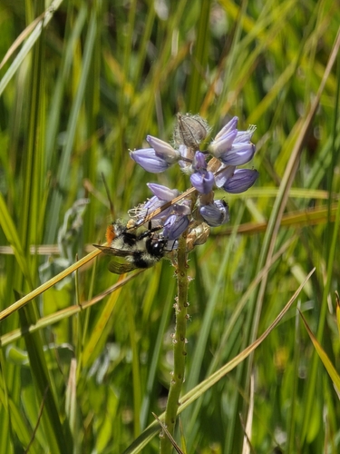 iNaturalist observation photo of Great Basin Bumble Bee