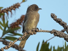 Prodotiscus regulus