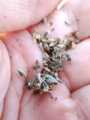 Hymenopappus carrizoanus