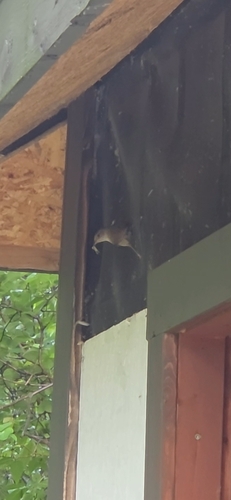 Northern House Wren