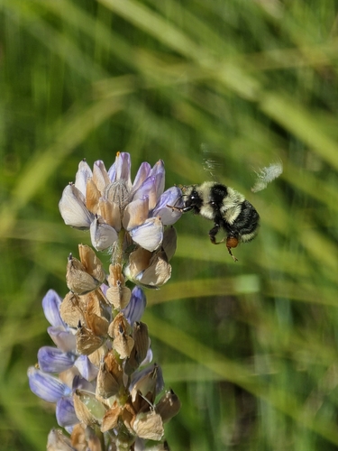 iNaturalist observation photo of Two-form Bumble Bee Complex
