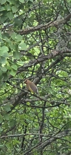 Cedar Waxwing