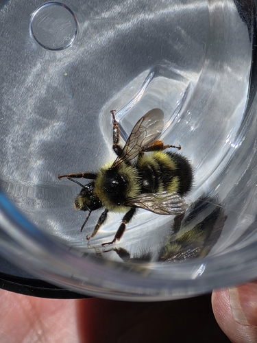 iNaturalist observation photo of Yellow-fronted Bumble Bee