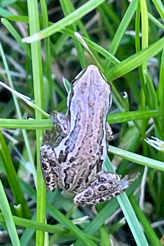 Boreal Chorus Frog