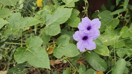 Popping Pod