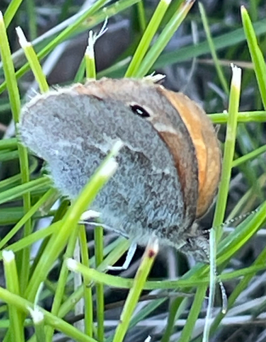 Common Ringlet