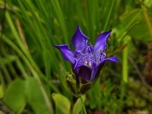 Gentiana plurisetosa