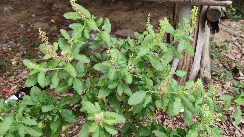Ocimum tenuiflorum, 3, Tambon Chi Nam Rai, Amphoe In Buri, Chang Wat Sing Buri 16110, Thailand