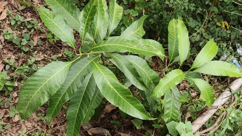 Indian mango