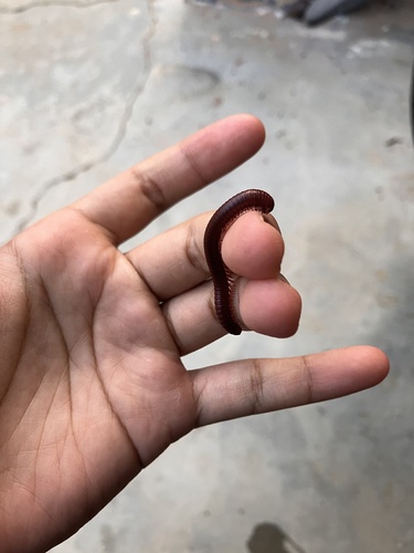 Rusty Millipede