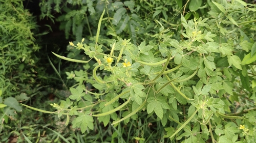 Asian Spiderflower