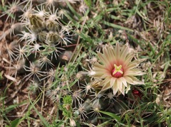 Escobaria missouriensis