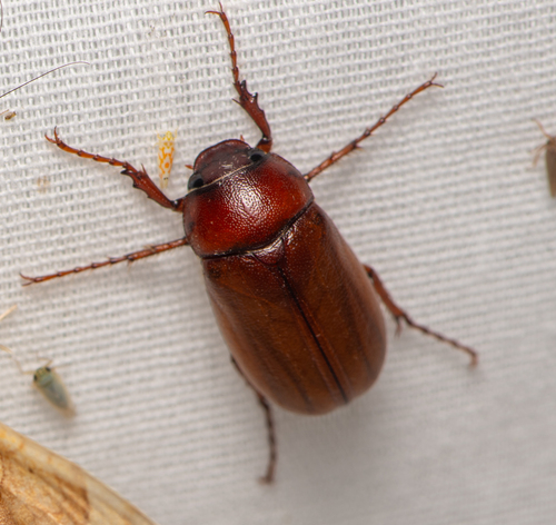 Phyllophaga ephilida