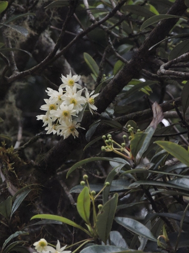 Drimys granadensis